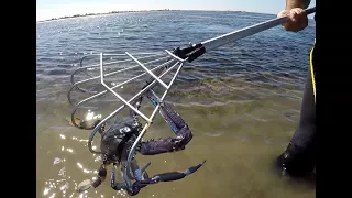 Parham, SA Nov.27/16 Blue Swimmer Crabbing