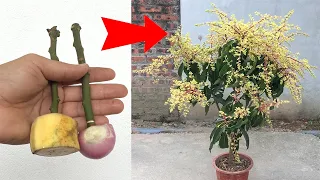 SYNTHESIS OF MANY WAYS TO GROW MANGO TREES with just green bananas, onions and eggs