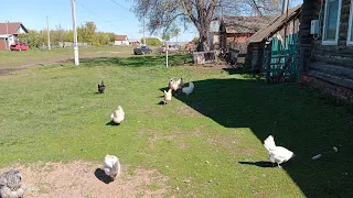 Жизнь в деревне.У мамы в гостях.Мой огород на конец мая.Ужас.Такого никогда не было.🤔Травяной чай.