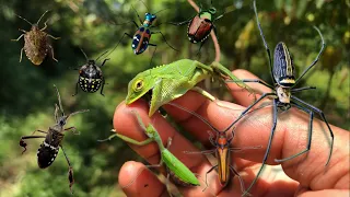Catch baby chameleon and golden orb spider‼️hunt lots of bugs