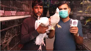 Ground Birds Sadar Market Visit Pheasant | Peacock | Ducks and Many More in Urdu/Hindi.