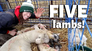 My sheep gave birth to QUINTUPLETS!: VLOG 212
