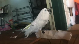 Umbrella Cockatoo has tantrum