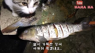 Cats Feast on Carp!