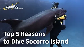 Top 5 Reasons to Dive Socorro Island!