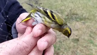 Ловля певчих птиц, чижик и щегол.Ловля чижа. Ловля щегла.