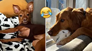 Funniest Animals 2023 🤣 - Funny Cats and Dogs 😹🐶  -Funny Animal Videos 😂#63