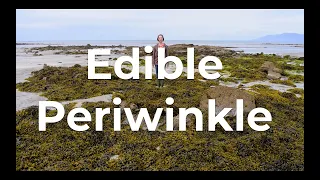 60 Second Seashore: Ep 5 - Edible Periwinkle