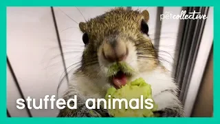 Stuffed Animals | The Pet Collective