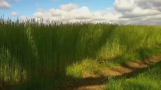 Бавария. Там у посёлка и за городом.