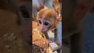 mother monkey protecting baby from human | mother monkey doesn't allow anyone to touch her baby