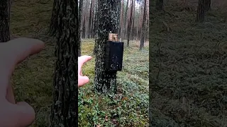 Вауч! Вауч! Что то ОЧЕНЬ странное увидел в лесу! Какой то черный ящик висит на дереве!