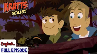 wild Kratts - hercules giant beetle - full episode - English - #krattsseries