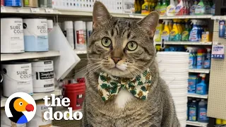 Everyone Has That One Coworker  | The Dodo Cat Crazy