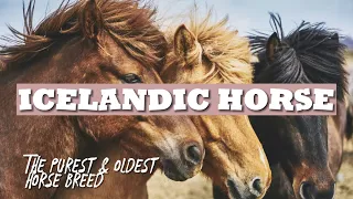 Icelandic Horse-One of The Purest and Oldest Horse Breeds in The World. #horse #history #iceland