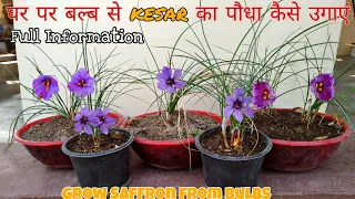 घर पर बल्ब से केसर का पौधा कैसे उगाएं|Grow saffron plant from bulbs 😉|FULL INFORMATION|With RESULTS