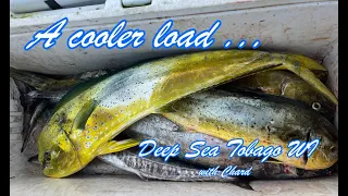 Deep Sea Fishing Mahi Mahi - Trolling at Charlotteville Tobago WI