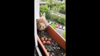 Person Feeds Mother Hawk Making Nest in Window Garden Box. - 1045103