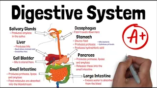 THE DIGESTIVE SYSTEM - Biology GCSE and iGCSE Exam Revision