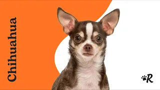 Chihuahua Facts: Puppies, Training and Personality