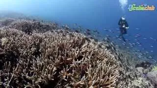 Diving Komodo - HD