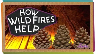 How Wildfires Help! | Science for Kids