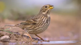 The sound of the Corn Bunting - Bird Sounds | 10 Hours