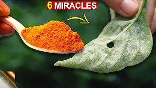 6 AMAZING MIRACLES OF TURMERIC IN GARDEN | TURMERIC POWDER FOR PLANTS