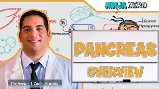 Endocrinology | Pancreas: Overview