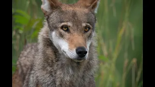 Resilience: Story Of The American Red Wolf