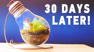 ETERNAL TERRARIUM - [30 days later]