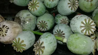 Harvesting poppy seed pod // Extraction of poppy seed// From my home garden.