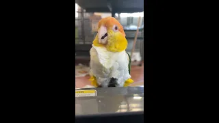 Caique Parrot Airing Out His Floof! #shorts