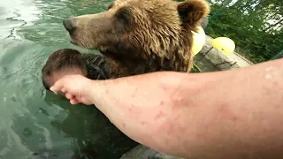 В одном бассейне с бурым медведем