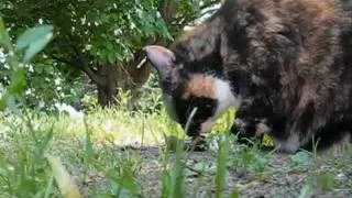 CAT EATS DYING RAT