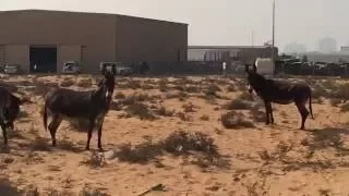 Donkeys mating in the desert