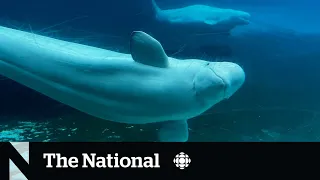 2 more beluga whales die at Marineland