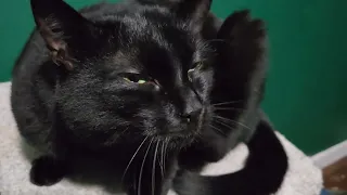 Black foster cat just wants some love