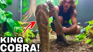 Will my King Cobra finally Eat??