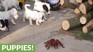 Jack Russell Terrier puppies take on robot spider