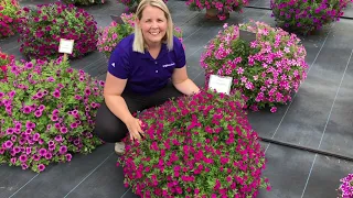 Itsy Magenta Petunia | Lucas Greenhouses Summer Trial