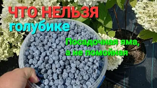 Что НЕЛЬЗЯ голубике!!!