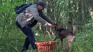 Середа..вересень 6-го Нова спроба назбирати грибів...Джек Сьогодні Радий.. треба Бачити!!!