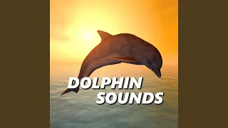 Beach Dolphin Sounds