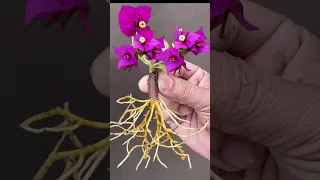 Growing Bougainvillea Plant From Small Cutting #mita#youtubeshort #Short #Bougainvillea #Rijusahai