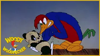 Woody Woodpecker | Knock Knock | Full Episodes