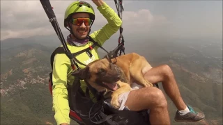 ICARO - Perro Volador / Flying Dog (Paragliding) TRACSAILS COLOMBIA