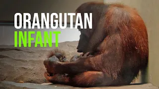 A Baby Orangutan Is Born At The Zoo