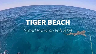 Grand Bahama, Tiger Beach, February 2024 by Mike's Dive Cameras