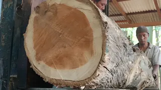 sawing the tops of teak wood as a frame material in a sawmill